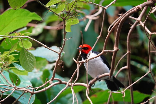 The red-capped cardinal (Paroaria gularis) is a small species of bird in the tanager family Thraupidae. It is found in South America.