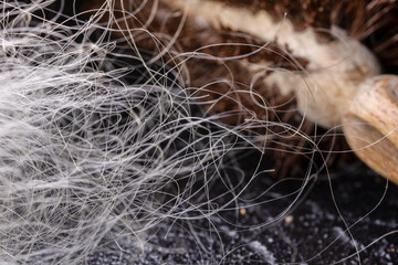 white hair falling on the hairbrush