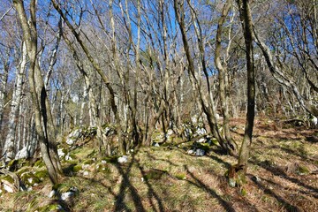 Temperate, deciduous, broadleaf forest with European hop-hornbeam (Ostrya carpinifolia) trees