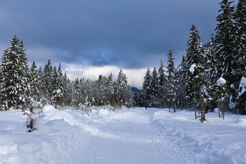 Snow trail through Tamar in Slovenia in winter with with a conifer spruce (Picea abies) forest