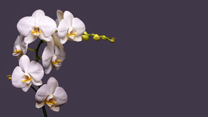Branch of white blooming orchid on a dark background