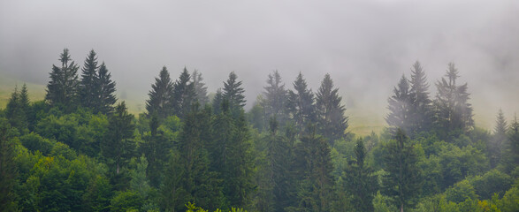 fir tree forest in dense mist, green mountain valley scene