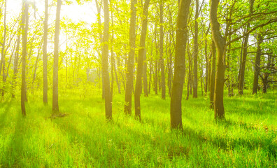 Fototapeta premium green oak forest glade in light of sparkle sun