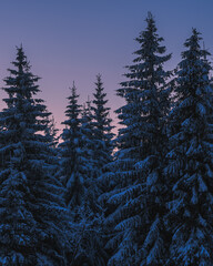 Frozen trees covered with white snow. Fantasy atmosphere at early sunrise on Bohemia mountains.