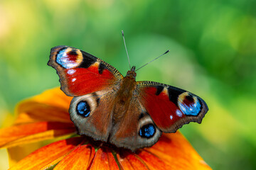 Butterfly Peacock Eye sits on a yellow rudbeckia flower