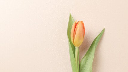 Spring tulip on beige background. Pastel colors, text space