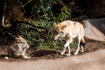 Portrait of a wolf in a natural environment in nature. Close - up of the animal.Moscow Zoo.