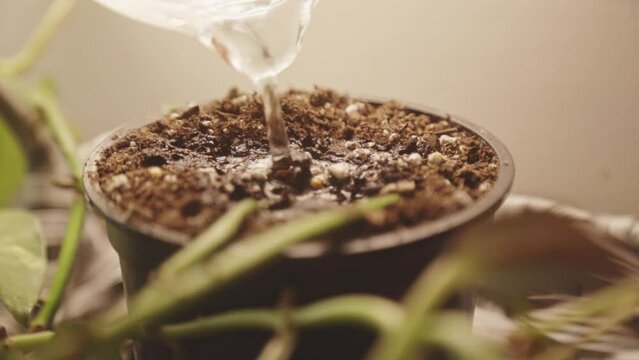 Pouring Water Slowly On Plant Pot With Coco Peat. - Closeup