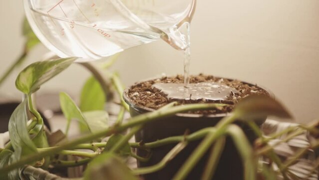 Person Pouring Water On A Plant Pot With Coco Peat. - Closeup