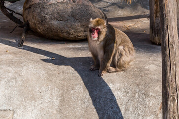 Japanese snow macaque, Nihonzaru in the Moscow zoo.