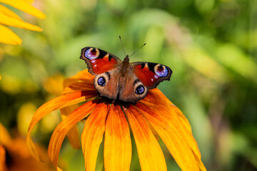 Butterfly Peacock Eye sits on a yellow rudbeckia flower