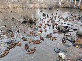 Obraz premium Duck pond. Autumn pond with a lot of colorful ducks.