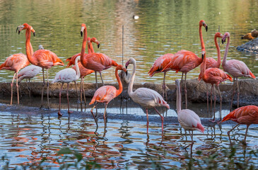 Birds. Pink and bright red flamingos in the Moscow Zoo.