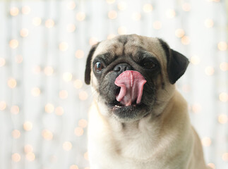 Tasty Pug