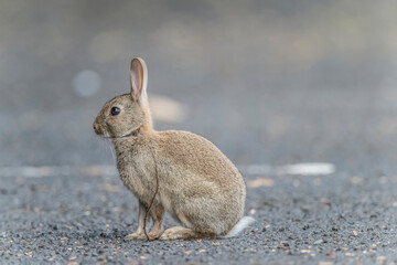 bunny rabbit sitting on the road in the uk in the summer