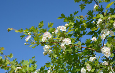 Hawthorn (Crataegus) blooms in nature