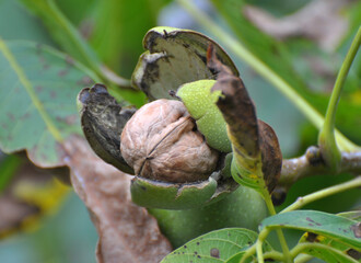Mature walnut with a cracked green shell