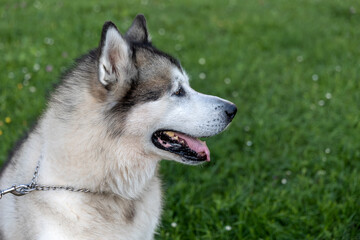 Portrait of a large Malamute dog in profile. Green background