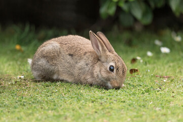bunny rabbit on the grass eating in the uk in summer