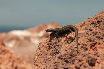 a lizard basking in the sun