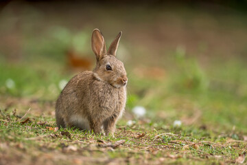 Naklejka na ściany i meble bunny rabbit baby sitting on the grass in the uk in the summer