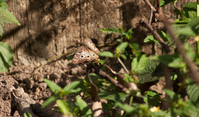 Beautiful Butterfly in the golden afternoon