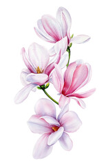 Botanical flowers set with magnolia flowers. Isolated pink Magnolia flower. Watercolor hand drawn illustration