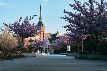 Church in the city of Schwedt during springtime with blossoms and trees and a statue
