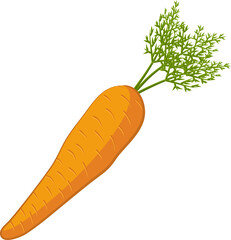 Carrot vegetable illustration