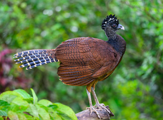 Female Great Curassow closeup portrait in Costa Rica