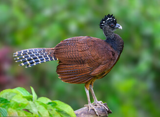 Female Great Curassow closeup portrait in Costa Rica