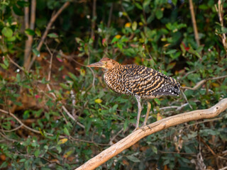 Juvenile Rufescent Tiger-Heron fishing in Pantanal, Brazil