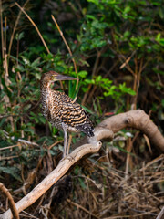 Juvenile Rufescent Tiger-Heron fishing in Pantanal, Brazil