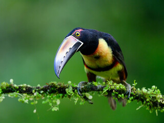Collared Aracari portrait on mossy stick against dark green background