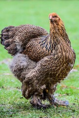 Brahma Hen