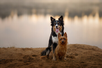 Dogs on the sandy beach at dawn. Australian Terrier and and a border collie in nature. Beautiful pet at foggy lake 