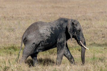 Naklejka na ściany i meble Wild elephant in Serengeti national park