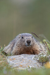 Cute marmot or groundhog (Marmota marmota) lying down near its den on an alpine meadow dotted with white flowers, against a blurred green background, Italian alps.
