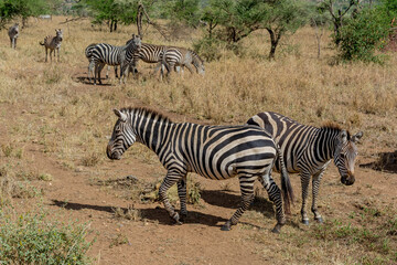 Fototapeta na wymiar Wild zebras in serengeti national park