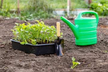 Planting vegetable seedlings in garden beds with black soil