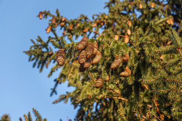 The twigs of a fir-tree with green spruce needles and brown cones on the blurred background are in the park in autumn