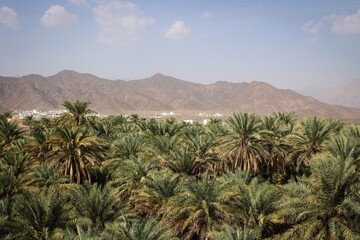 Fototapeta na wymiar Dates palm trees view near Samail town, Oman