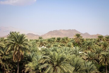 Fototapeta na wymiar Dates palm trees view near Samail town, Oman