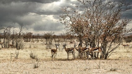 An impala herd seeking shade from the midday heat in Etosha National Park Namibia