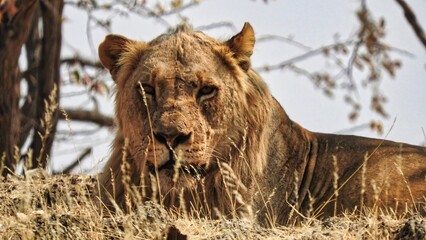 Young male lions lying in the yellow grass just outside of Etosha National Park Namibia
