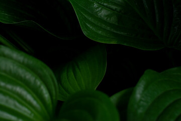 green leaf background