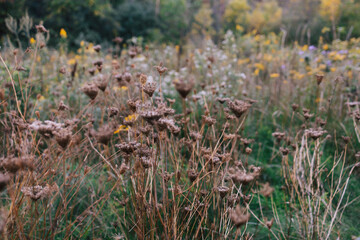 grass and flowers