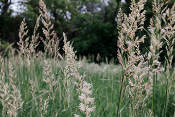 grass in the field