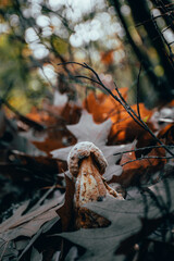 autumn in the forest