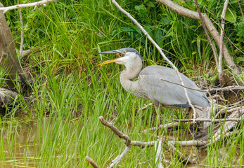 Great Blue Heron fishing on river bank